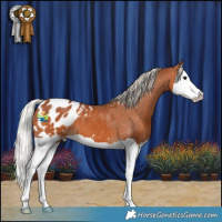Horse Color:Silver Bay Splash Appaloosa 
