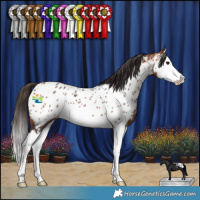 Horse Color:Bay Splash Appaloosa