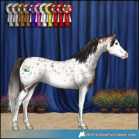 Horse Color:Bay Splash Appaloosa 