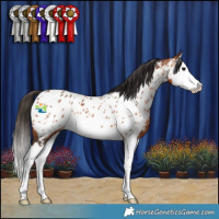 Horse Color:Bay Splash Appaloosa 