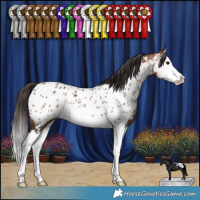Horse Color:Bay Splash Appaloosa