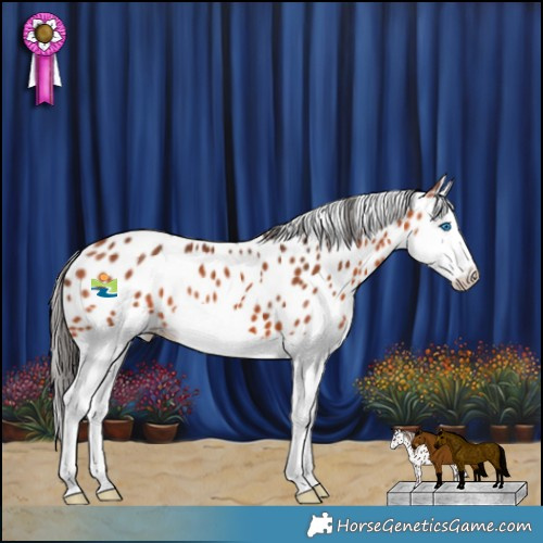 Horse Color:Bay Splash Appaloosa 