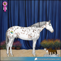 Horse Color:Bay Splash Appaloosa