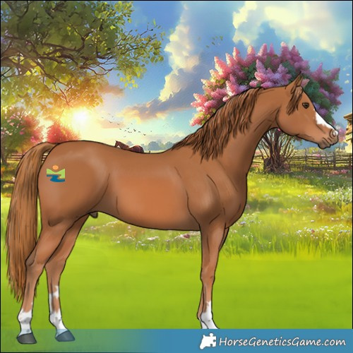 Horse Color:Chestnut 