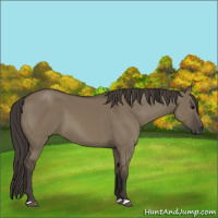 Horse Color:Smoky Grullo