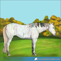 Horse Color:Void Plaid  Perlino Ice Tobiano 
