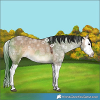 Horse Color:Bay Ice Dun Splash 