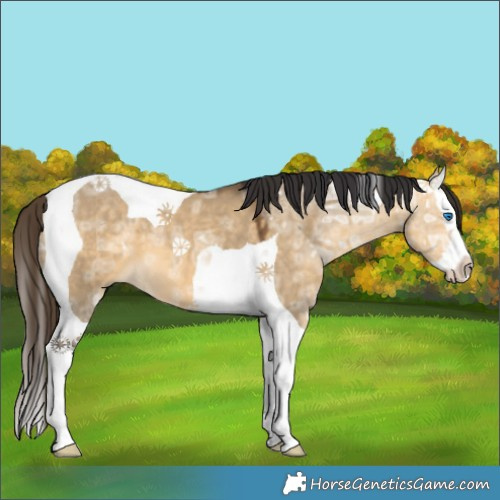 Horse Color:Buckskin Ice Dun Splash Tobiano 