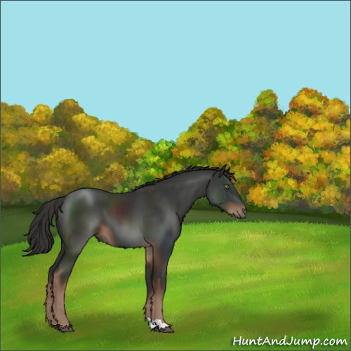 Horse Color:Liver Chestnut 