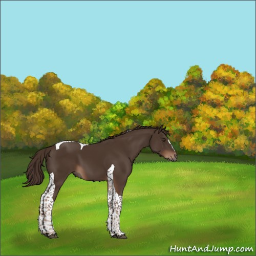 Horse Color:Liver Chestnut Tobiano 