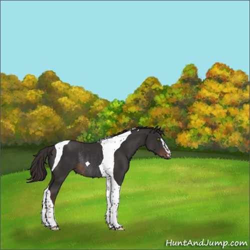 Horse Color:Liver Chestnut Sabino Tobiano Rabicano 