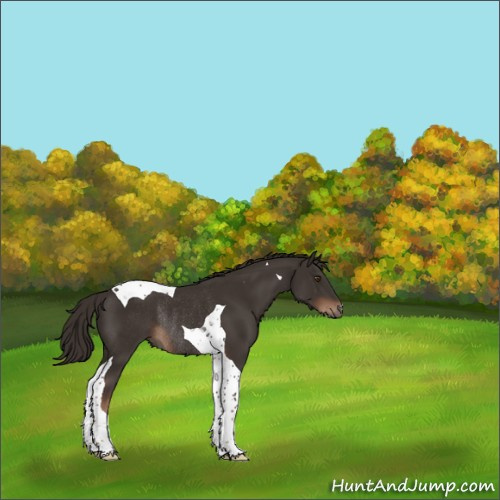 Horse Color:Liver Chestnut Tobiano Rabicano 