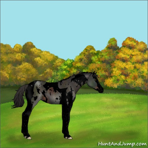 Horse Color:Void White Spotted Liver Chestnut Splash Tobiano Rabicano 