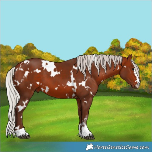 Horse Color:White Spotted Silver Bay 