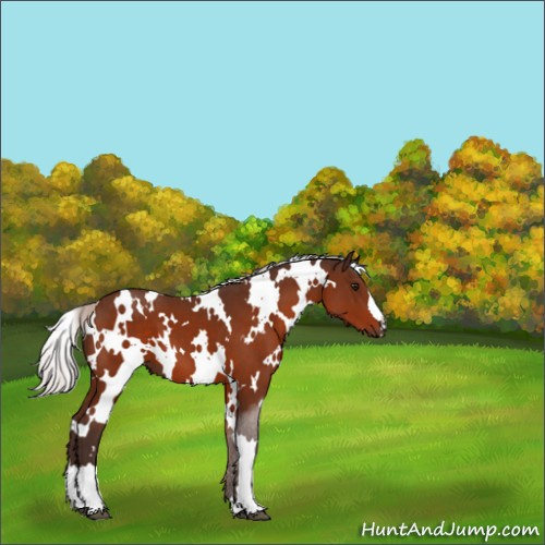 Horse Color:White Spotted Silver Bay 
