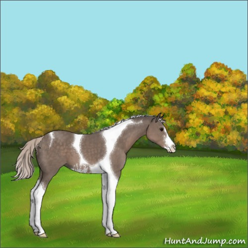 Horse Color:Silver Black Sabino Tobiano 