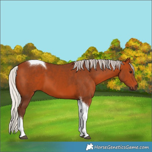 Horse Color:Silver Bay Tobiano 