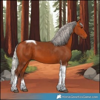Horse Color:Silver Bay Tobiano 