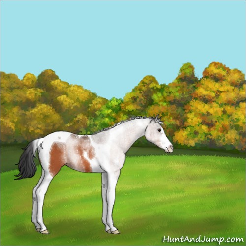 Horse Color:Bay Sabino Tobiano 
