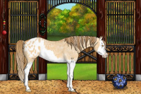 Horse Color:Buckskin Dun Splash Appaloosa 