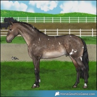 Horse Color:White Spotted Bay Dun