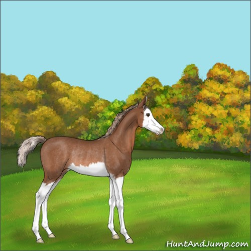 Horse Color:Chestnut Sabino Splash Rabicano 