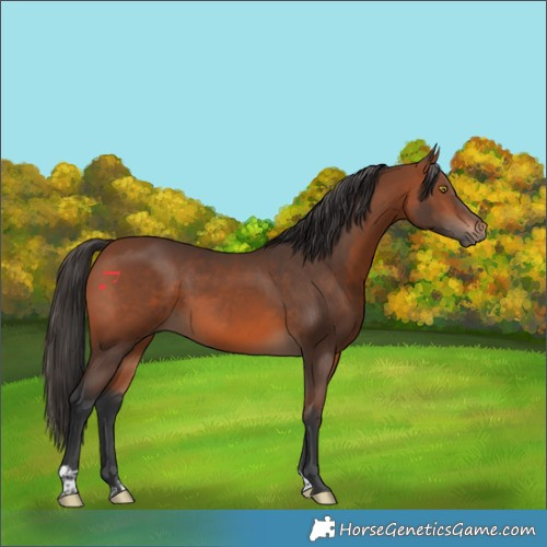 Horse Color:Bay 