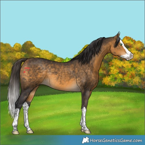 Horse Color:Buckskin Splash Rabicano 
