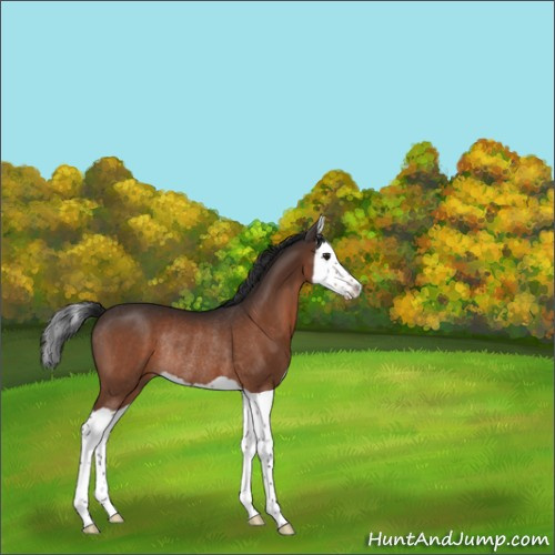 Horse Color:Unknown 