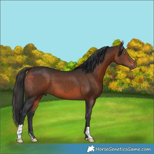 Horse Color:Bay 