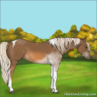 Horse Color:Chocolate Palomino Sabino Tobiano 