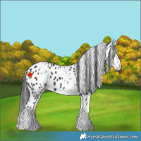 Horse Color:White Spotted Black Appaloosa 