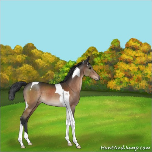 Horse Color:Unknown 