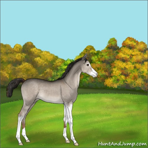 Horse Color:Unknown 