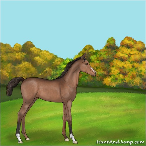 Horse Color:Unknown 
