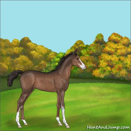 Horse Color:Unknown 