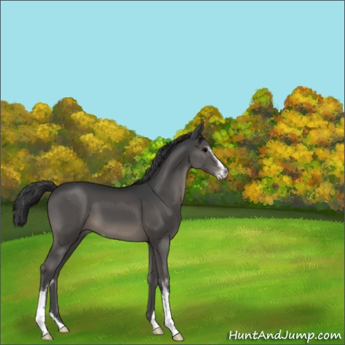 Horse Color:Unknown 