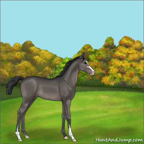 Horse Color:Black Sabino 