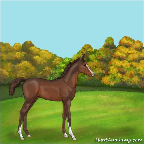 Horse Color:Unknown 
