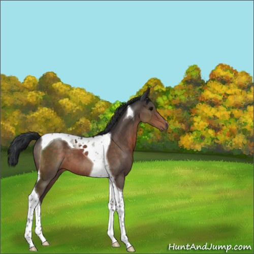 Horse Color:Unknown 
