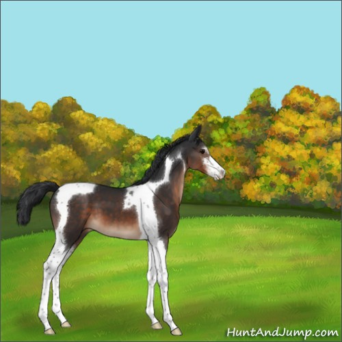 Horse Color:Unknown 