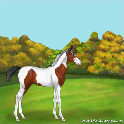 Horse Color:Unknown 