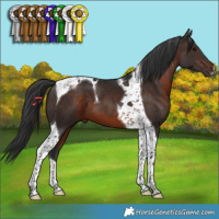 Horse Color:Brown Tobiano 