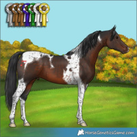 Horse Color:Brown Tobiano