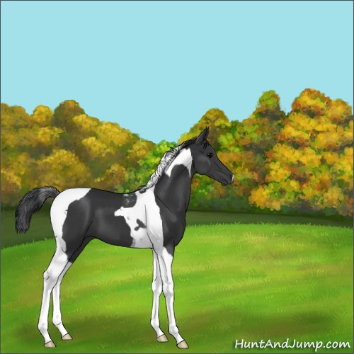 Horse Color:Black Tobiano 