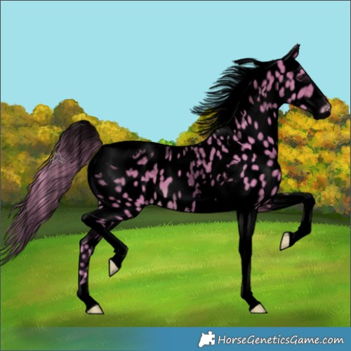 Horse Color:Void Watercolor Bay Tobiano Appaloosa 
