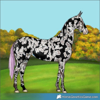 Horse Color:Painted Midnight Silver Bay Roan Frame Appaloosa 