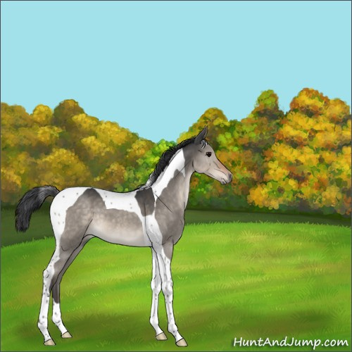 Horse Color:Brown Dun Tobiano 