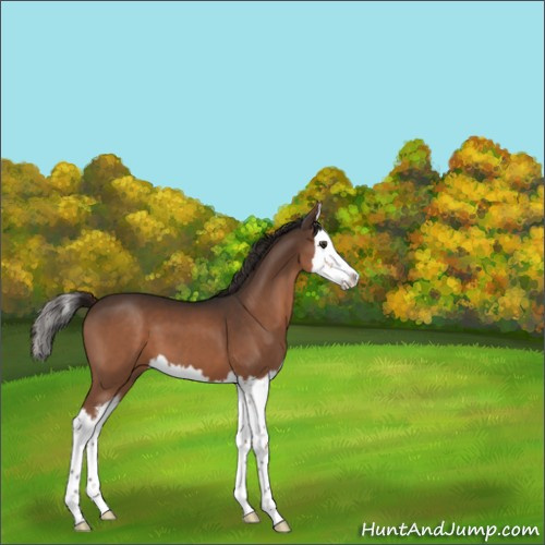 Horse Color:Unknown 