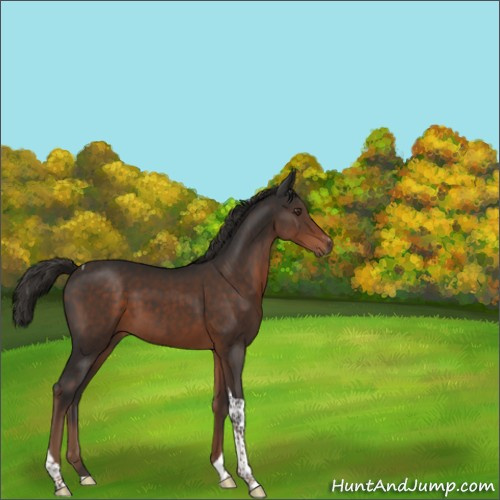 Horse Color:Liver Chestnut Sabino Tobiano 